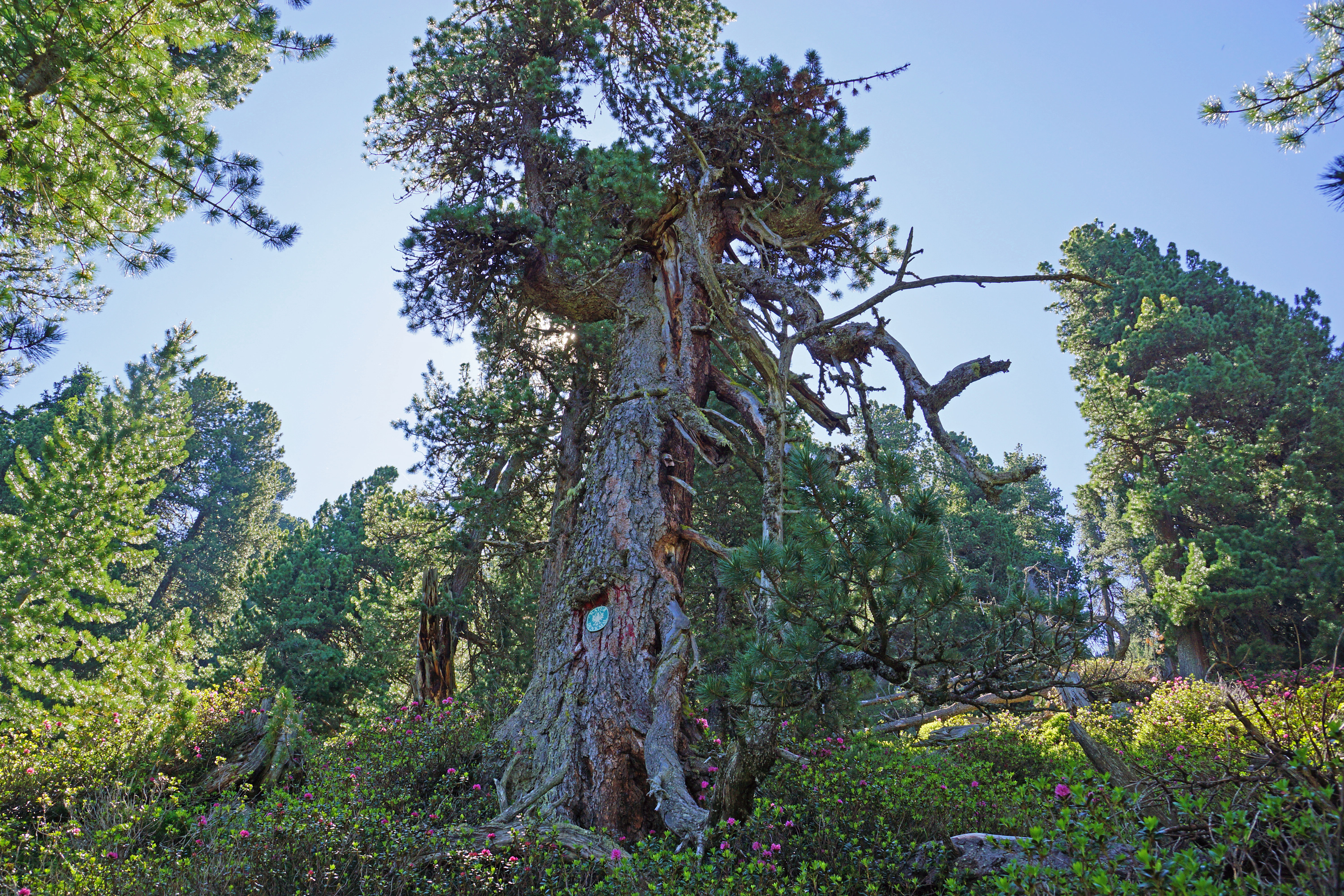 Der älteste Baum Tirols steht nahe des Zirbenwegs.